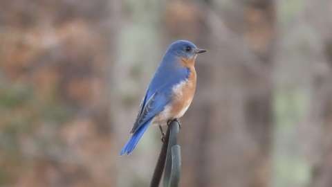 A male Eastern Bluebird