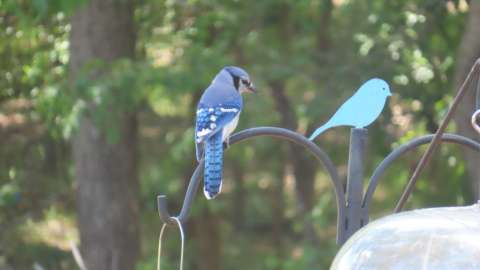 A Blue Jay visiting a feeder