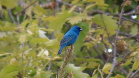 A male Indigo Bunting