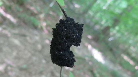an image of black honeydew eater mold