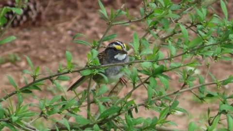 This springtime photo shows the White-throated sparrow’s namesake white throat.