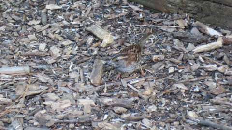 A tan-striped morph of White-Throated Sparrow standing on wood chips