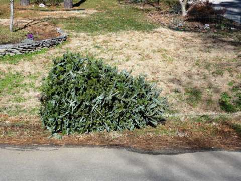 curbside_christmas_tree