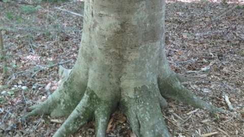 Characteristic American Beech trunk with smooth gray bark