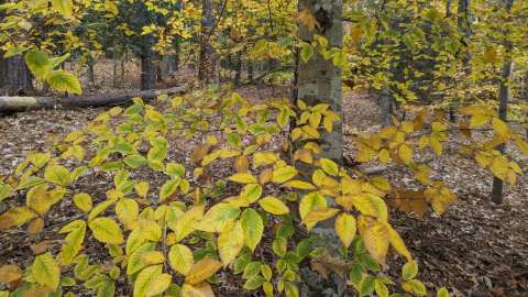 An American Beech tree’s leaves turned yellow in early fall.