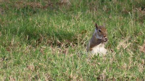 a squirrel eating a found nut