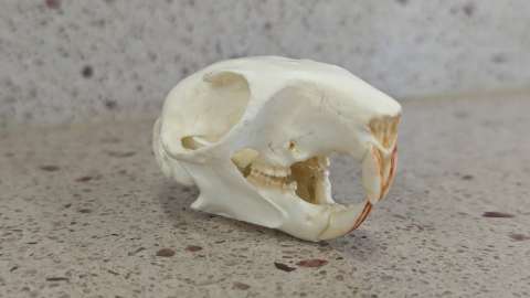 A squirrel skull replica, showing the strong front teeth adapted for opening hard nuts