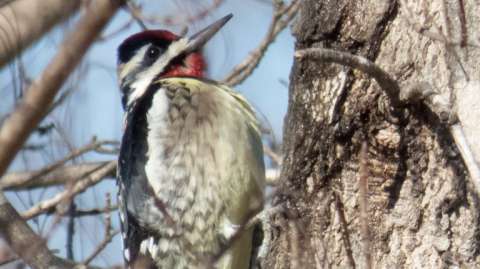 a male yellow-bellied sapsucker with a red neck on a tree