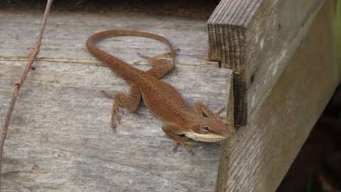 A Green Anole in its brown phase