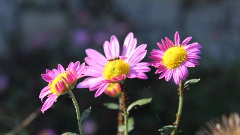 a honey bee on pink flowers