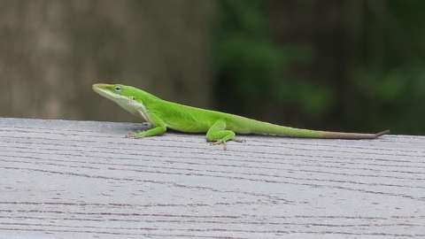 A Green Anole in its green phase