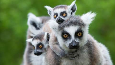 an image of a lemur family