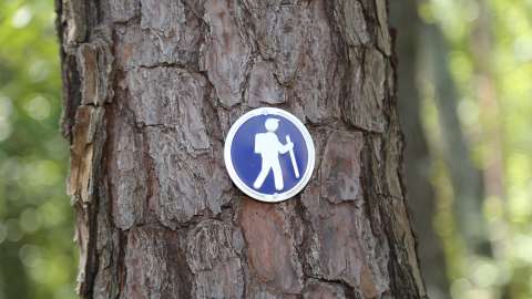 a blue trail blaze on the bark of a tree