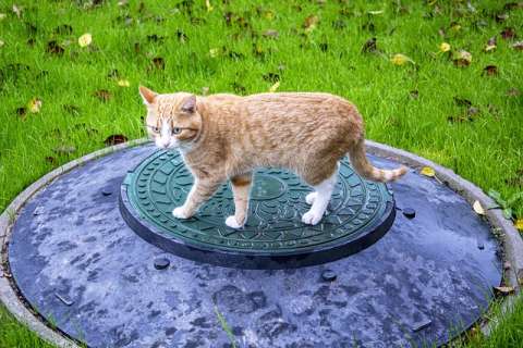 Cat_on_Manhole