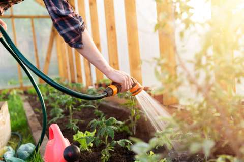 Gardening hose watering plants