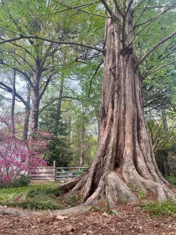 A Dawn Redwood is Raleigh's 2025 Tree of the Year
