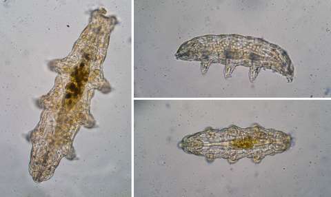 Microscope picture of Tardigrade, creature with six legs