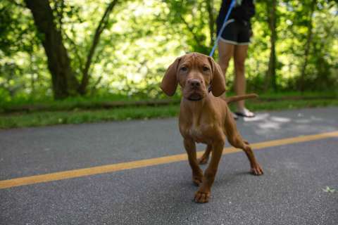 Dog on greenway