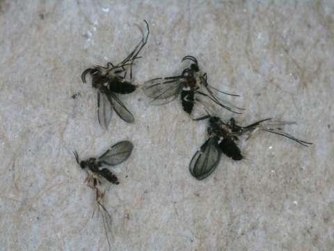 flies in the genus Neolasioptera on a paper towel
