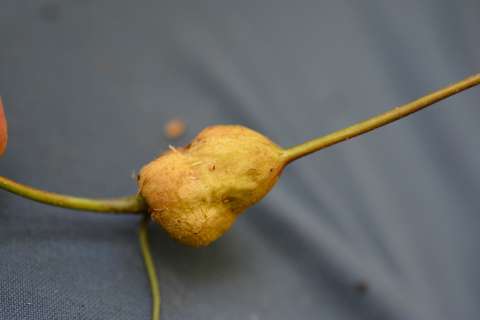 A stem gall on a vine called American Groundnut (Apios americana; the vine is distantly related to garden peas)