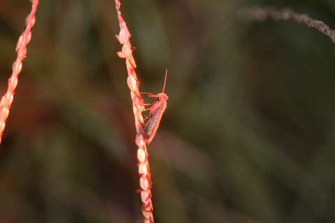 A moth drinking nectar from Claviceps-infected grass flowers. 