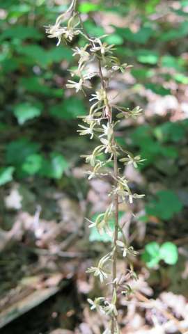 crane-fly orchid summer flower blooming