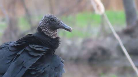 a black head turkey vulture