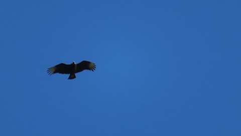 a turkey vulture in flight that is black