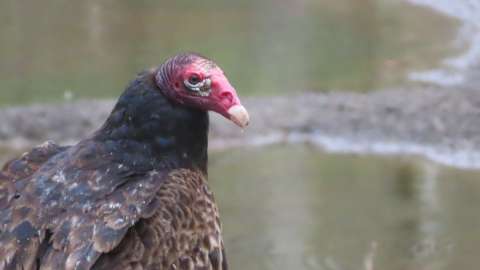 a bird called a turkey head