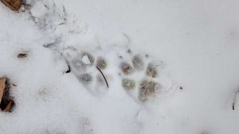 Coyote Snow Footprints