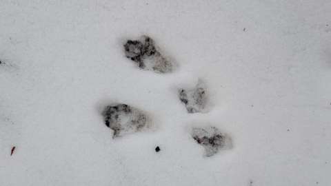 Rabbit Snow Footprints