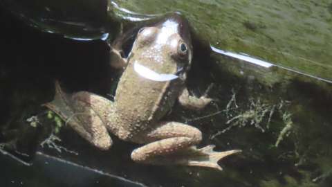 the strong back legs and webbed feet of a Green Frog