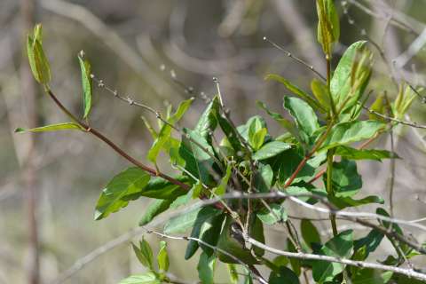 a plant with green leaves