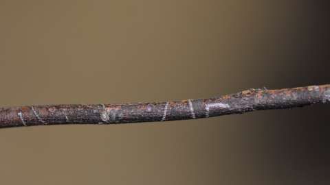 a brown stem with light markings