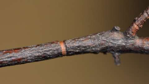 a brown twig with a ring cut away