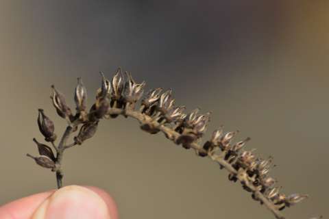 a small brown dried branch