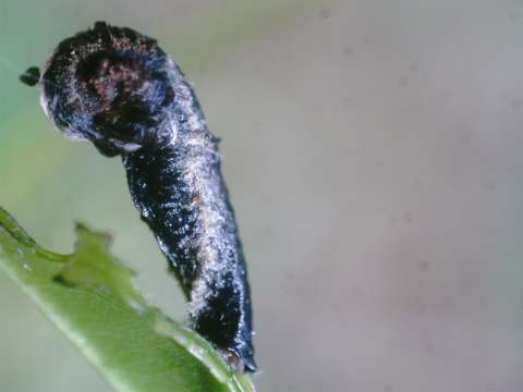 a caterpillar in a case attached to a green leaf