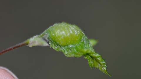 a green leaf that has tiny larvae on the inside