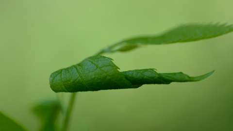 a green leaf curled up