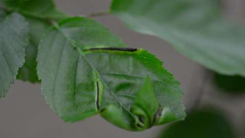 a green leaf with small folds that look purple