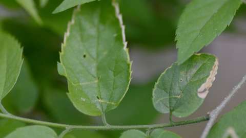 a green leaf with holes and light areas on the outside