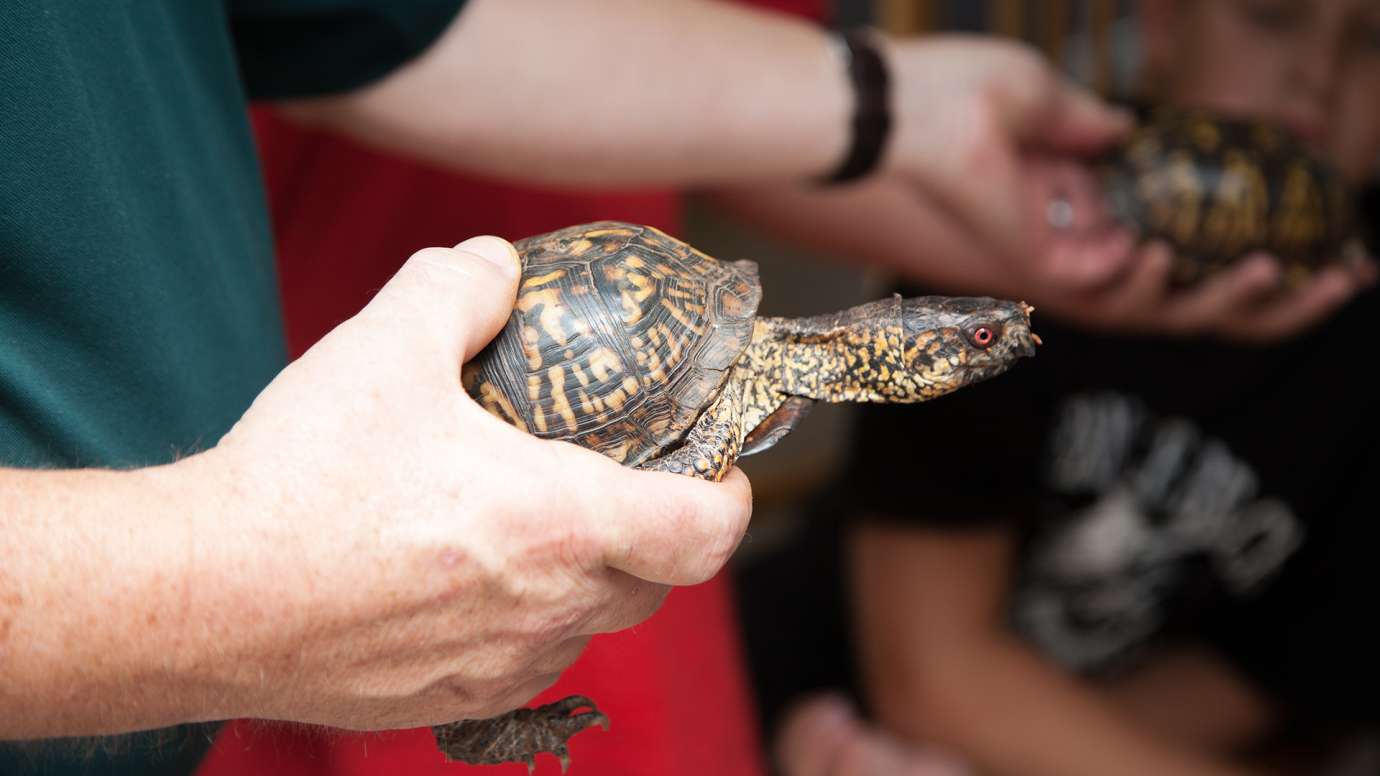 Person holding a turtle at Walnut Creek Wetlands Park
