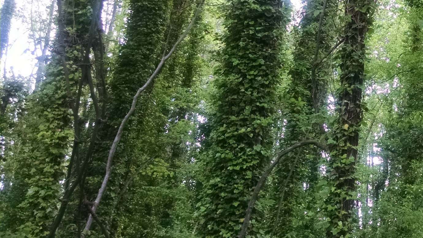 English ivy growing on tree trunks