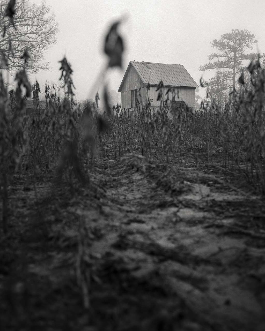 Archival pigment print by Adam Bellefeuil, field with plants in the foreground and an old barn in the background