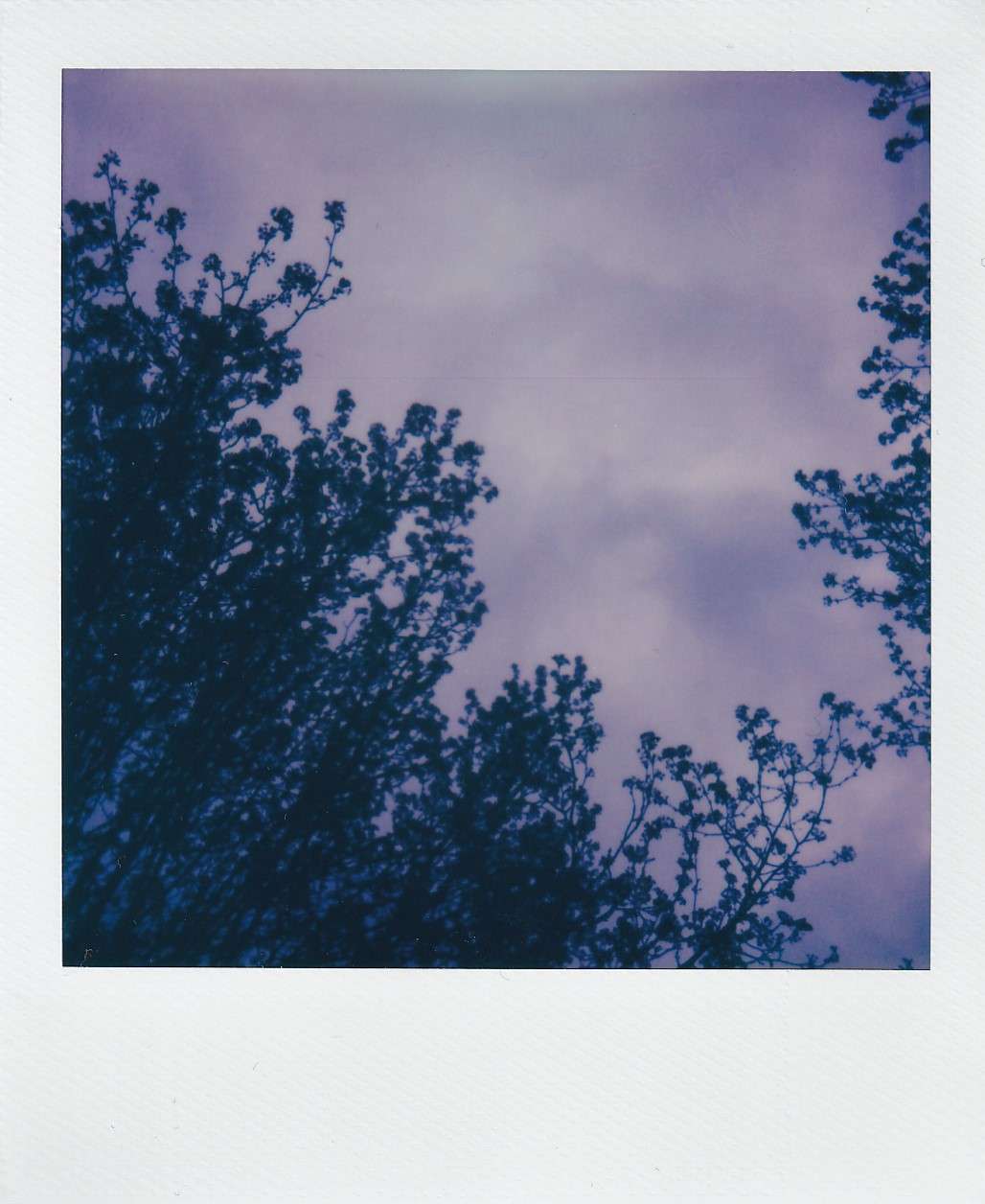Polaroid photograph by I'Nasah Crocket, trees and sky
