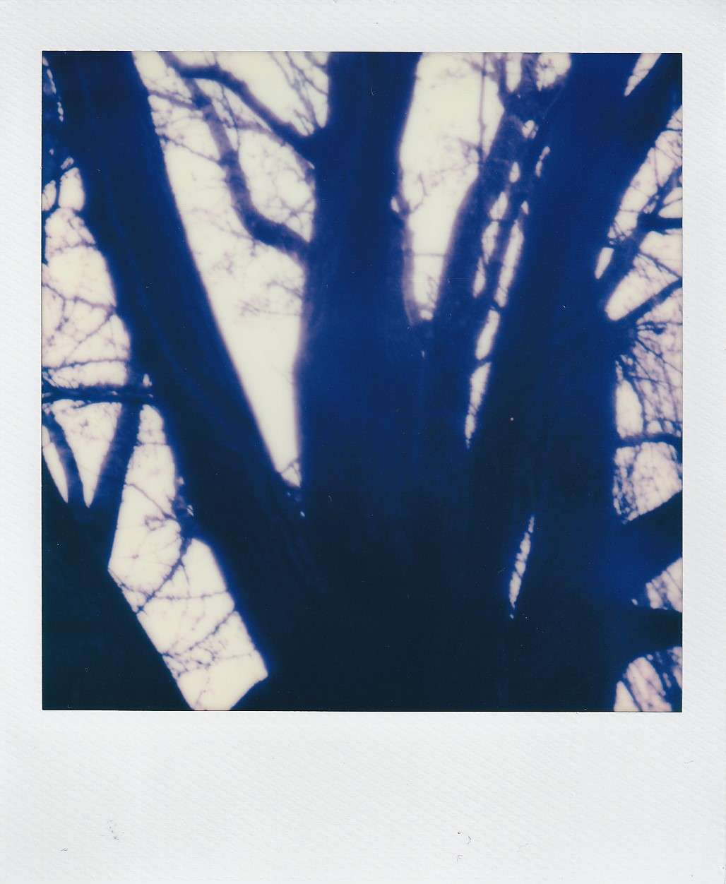 Polaroid photography by I'Nasah Crockett, large tree limbs again the sky