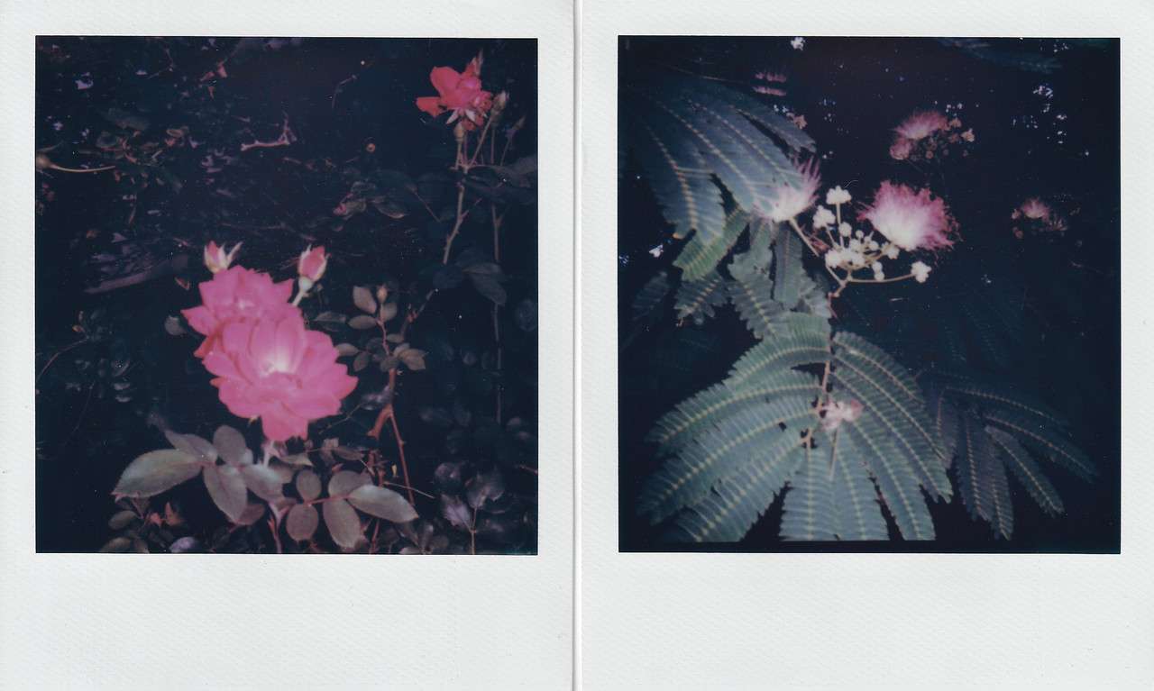 Polaroid photography by I'Nasah Crockett, two polaroids one of a red rose and the other of a tree with pink blossom