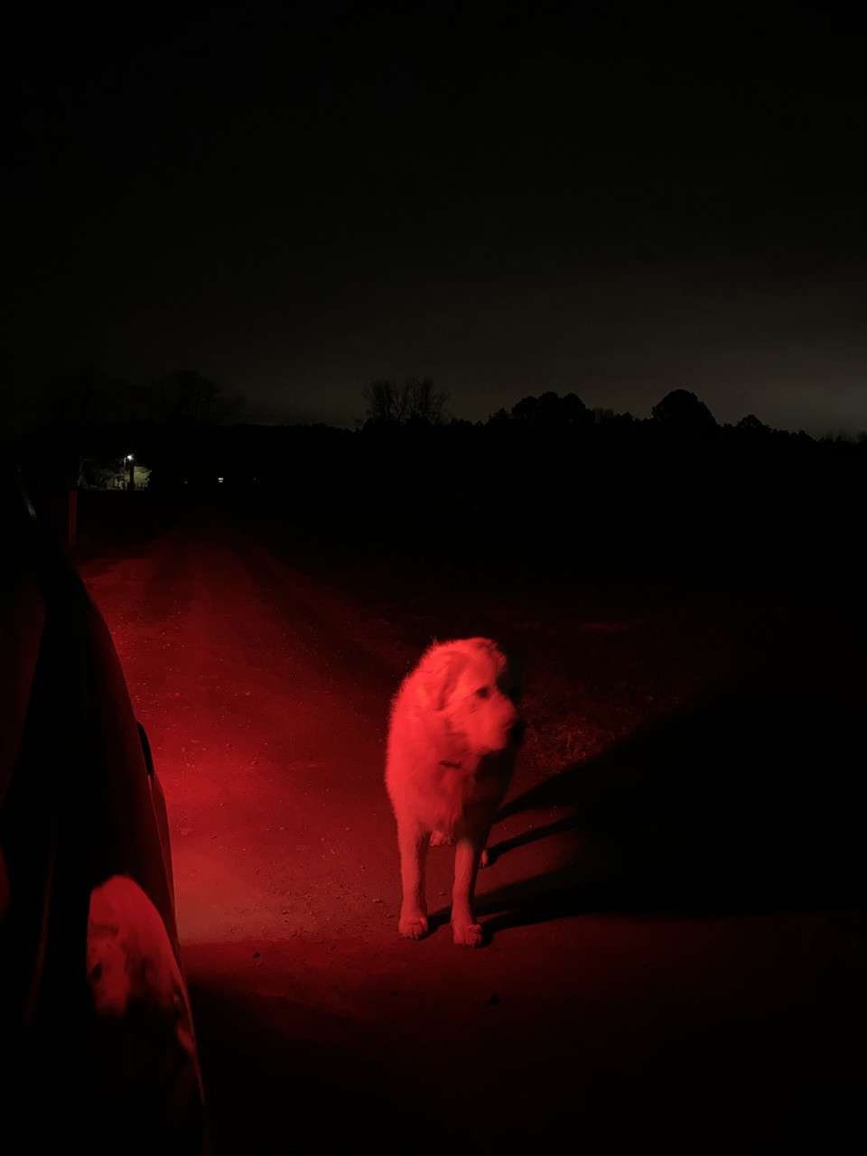 Archival inkjet prints on Canson Platine Fibre Rag by Lindsay Metivier, dog standing on the street in the glow of car tail light