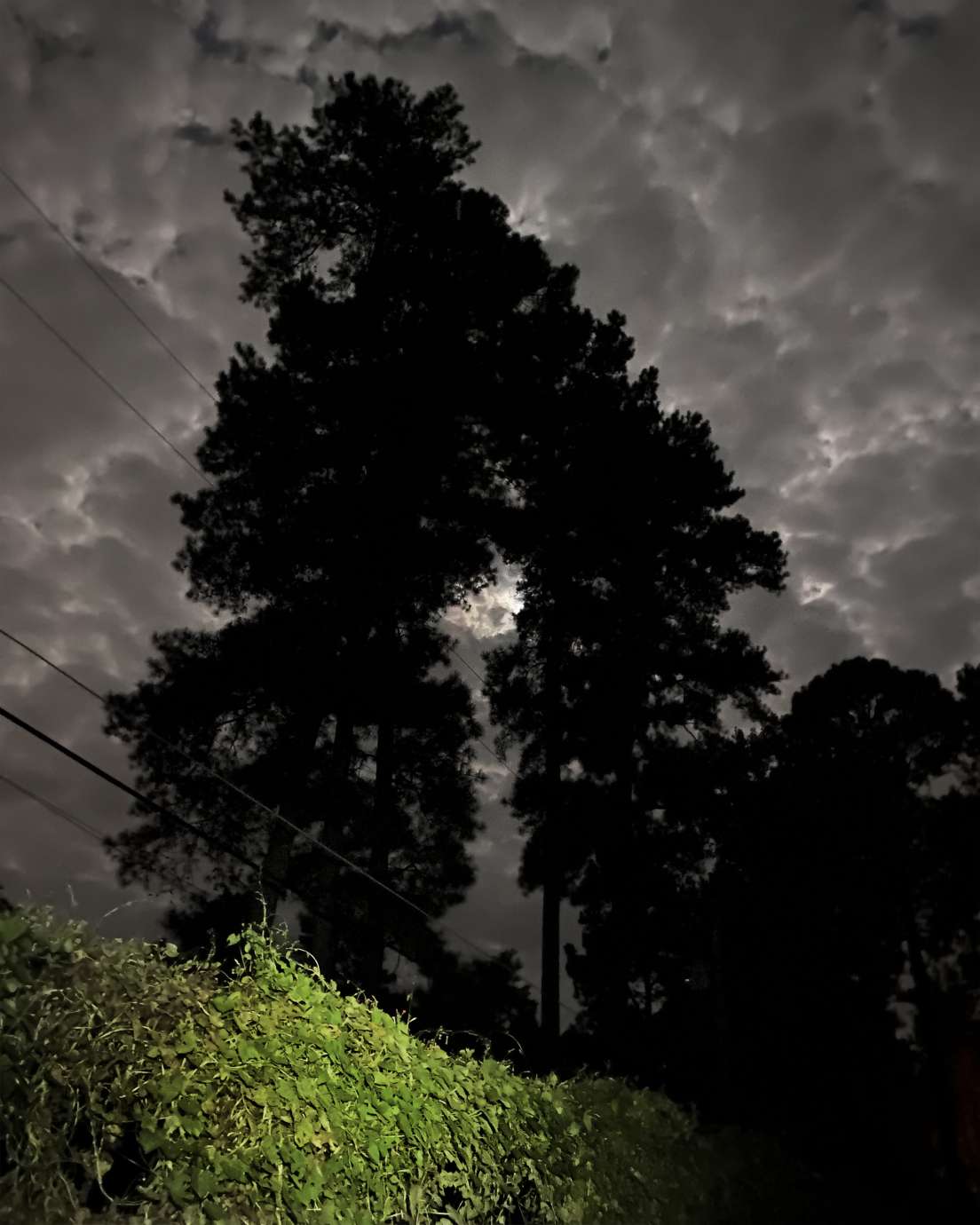 Archival inkjet prints on Canson Platine Fibre Rag by Lindsay Metivier, tree and power lines at night