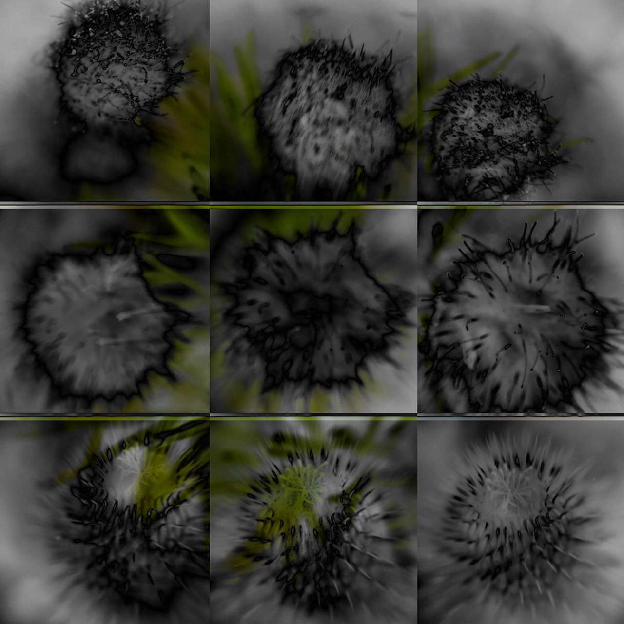 Dye sublimation print on aluminum by Tama Hochbaum, grid images of black and white thistles